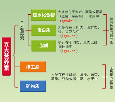腦?；颊唢嬍持改?豆類與薯類的科學補充