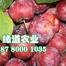 2020年四季豆種子價格行情與批發渠道解析